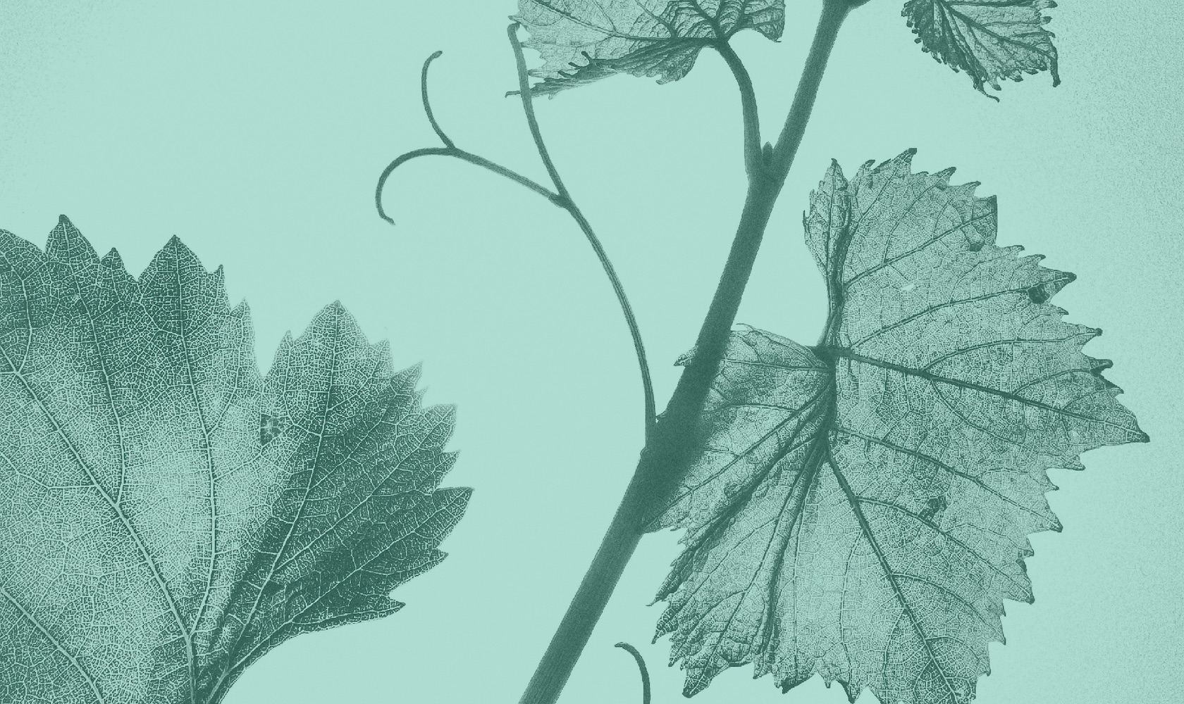 Feuilles de vigne